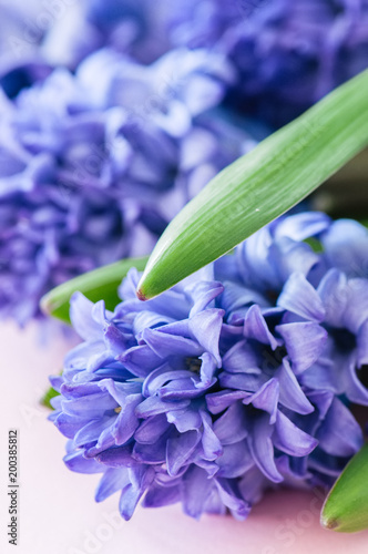 Beautiful violet hyacinth flowers bouquet on a pink background. Close up and copy space.