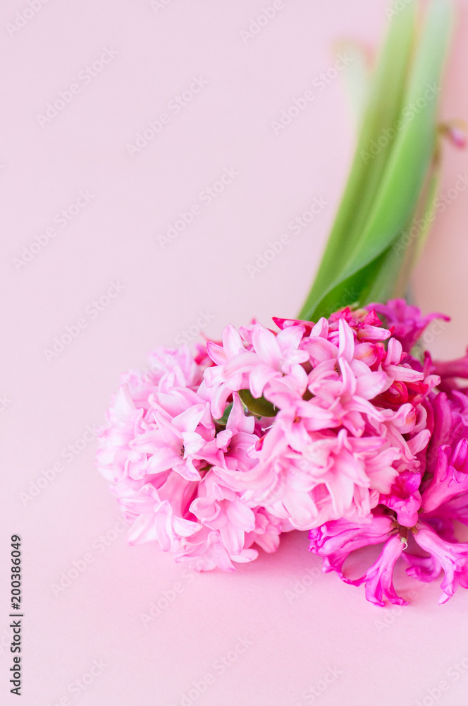 Obraz premium Beautiful pink hyacinth flowers bouquet on a pink background. Close up and copy space.