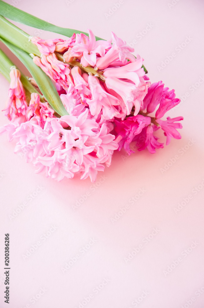Beautiful pink hyacinth flowers bouquet on a pink background. Close up and copy space. Beautiful pink hyacinth flowers bouquet on a pink background. Close up and copy space.