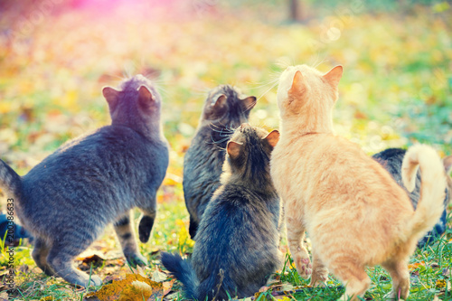 Photography Group of cats in the autumn garden looking up