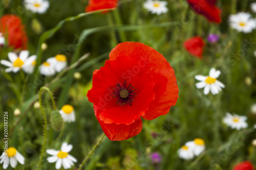 Red poppy and daisy flowers. Springtime background. Selective focus.
