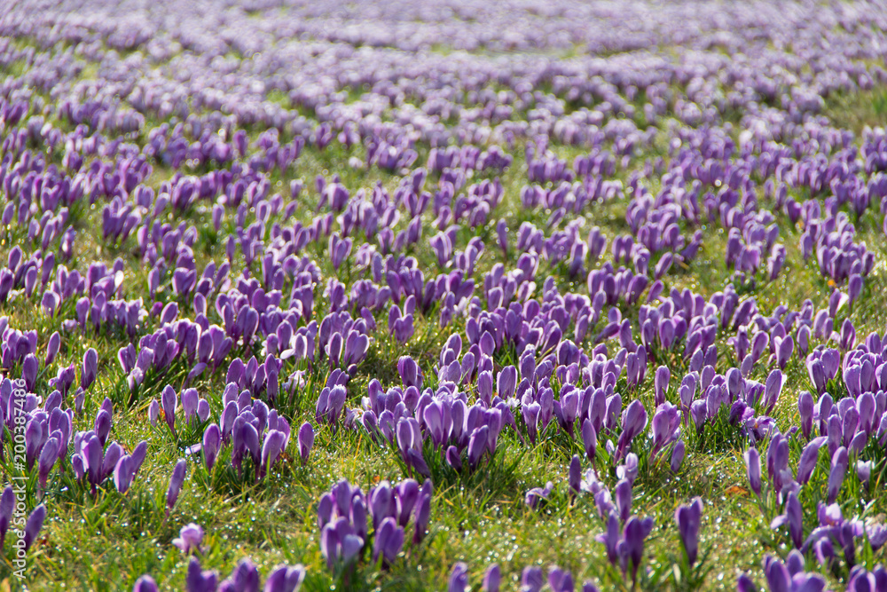 Obraz premium Crocus flowers blooming in spring time among the grass.