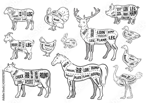 Farm animals icons set. Collection of labels with beautiful such as goat chicken pig boar duck goose horse cow Turkey hare ostrich deer butcher shop, steak house. Vector illustration