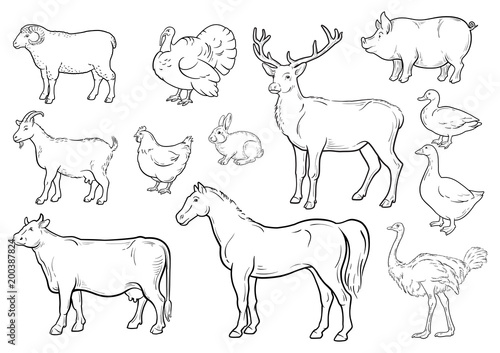 Farm animals icons set. Collection of labels with beautiful such as goat chicken pig boar duck goose horse cow Turkey hare ostrich deer butcher shop, steak house. Vector illustration