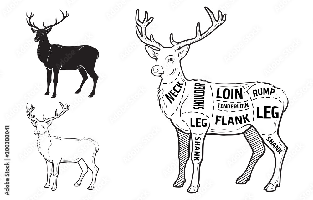 Deer meat cuts with elements and names. Isolated black on white