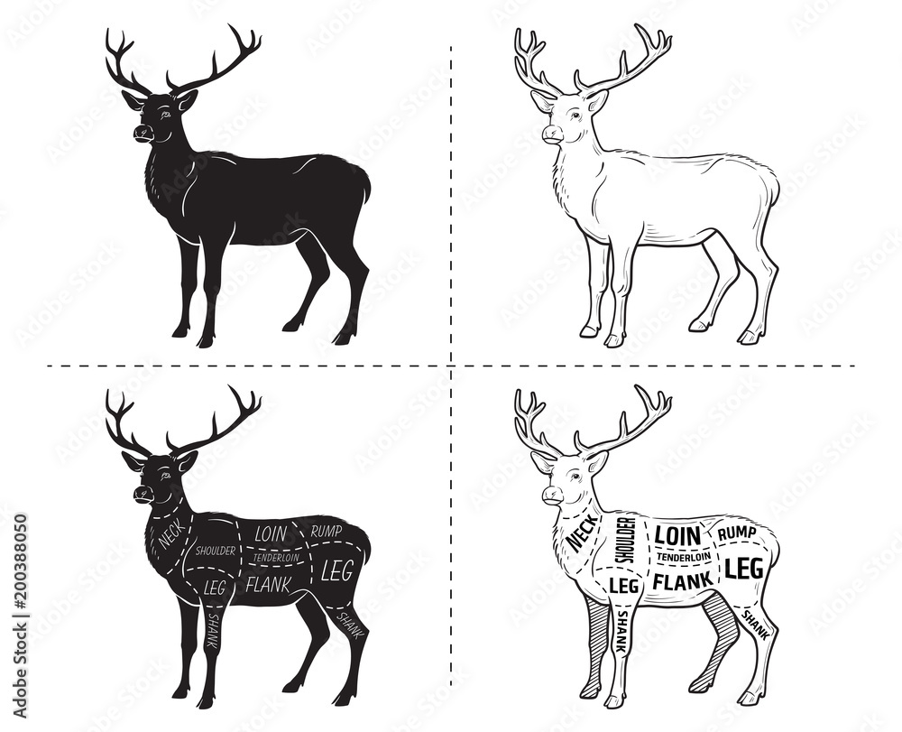 Deer meat cuts with elements and names. Isolated black on white