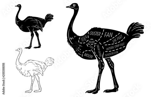 ostrich meat cuts with elements and names. Isolated black on white background. Butcher shop. Vector illustration.