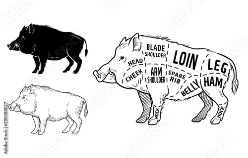 Photo Wild hog, boar game meat cut diagram scheme - elements set on chalkboard