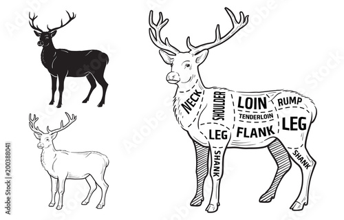 Deer meat cuts with elements and names. Isolated black on white background. Butcher shop. Vector illustration.