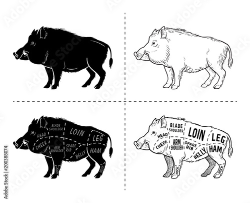 Wild hog, boar game meat cut diagram scheme - elements set on chalkboard. Vector illustration