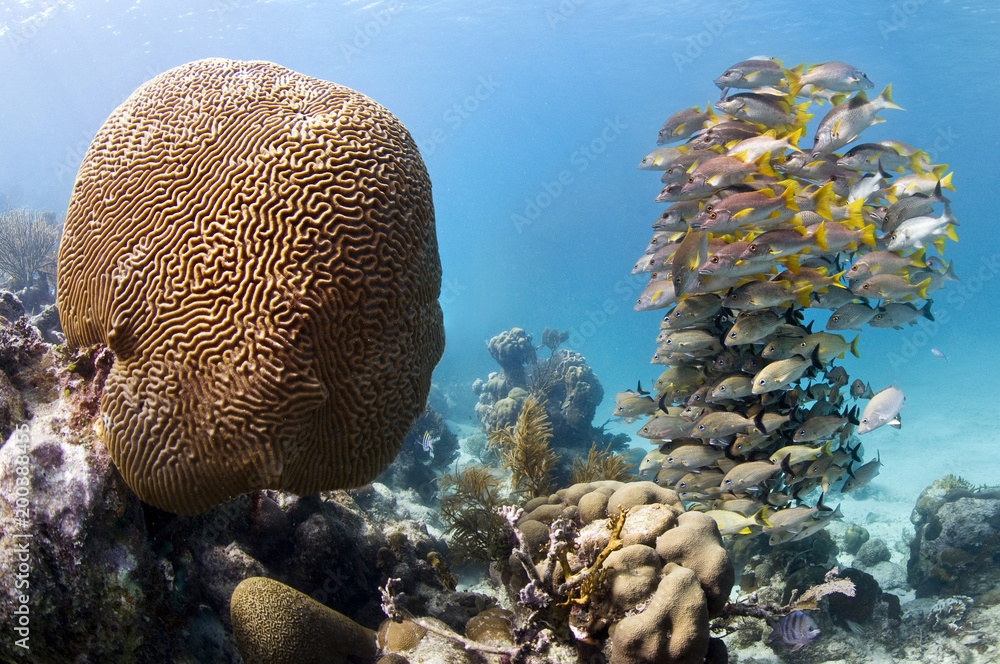 Brain coral and school of fish, Hol Chan marine reserve, Ambergris caye, Belize, Brain coral and school of fish, Hol Chan marine reserve, Ambergris caye, Belize,