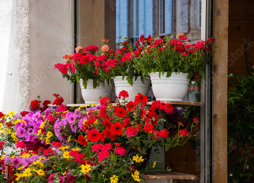 Colorful flowers at the entry to the flower shop in Provence. Reflection of the typical house with blue shutters in the window of the shop.