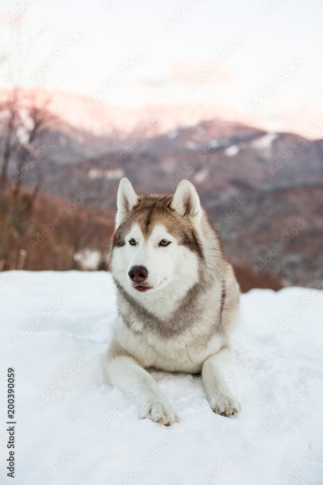 Portrait of Husky dog liying is on the snow in winter forest at sunset on mountain background in vertical orientation