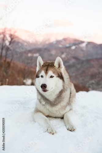 Portrait of Husky dog liying is on the snow in winter forest at sunset on mountain background in vertical orientation