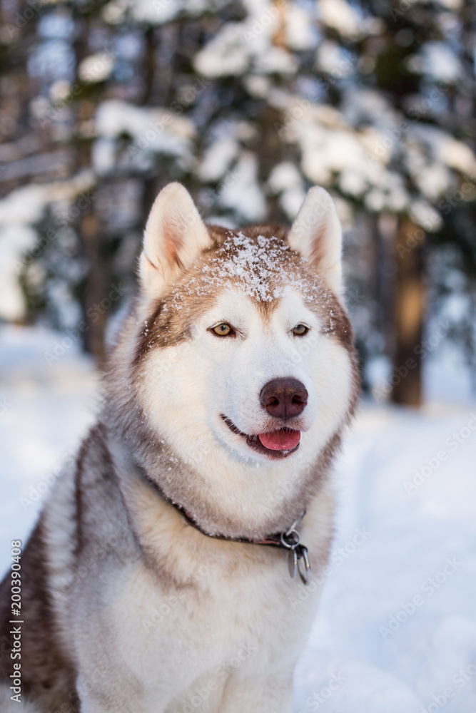 Close-up portrait of Husky dog sitting in winter forest at sunset. Profile portrait of sweet Beige and White Siberian husky is on the snow on trees background