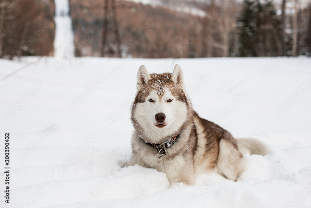 Image of free and prideful siberian husky looks like a wolf. Portrait of beautiful Husky dog liying is on the snow in winter forest at sunset on mountain background. Image of free and prideful siberian husky looks like a wolf. Portrait of beautiful Husky dog liying is on the snow in winter forest at sunset on mountain background.