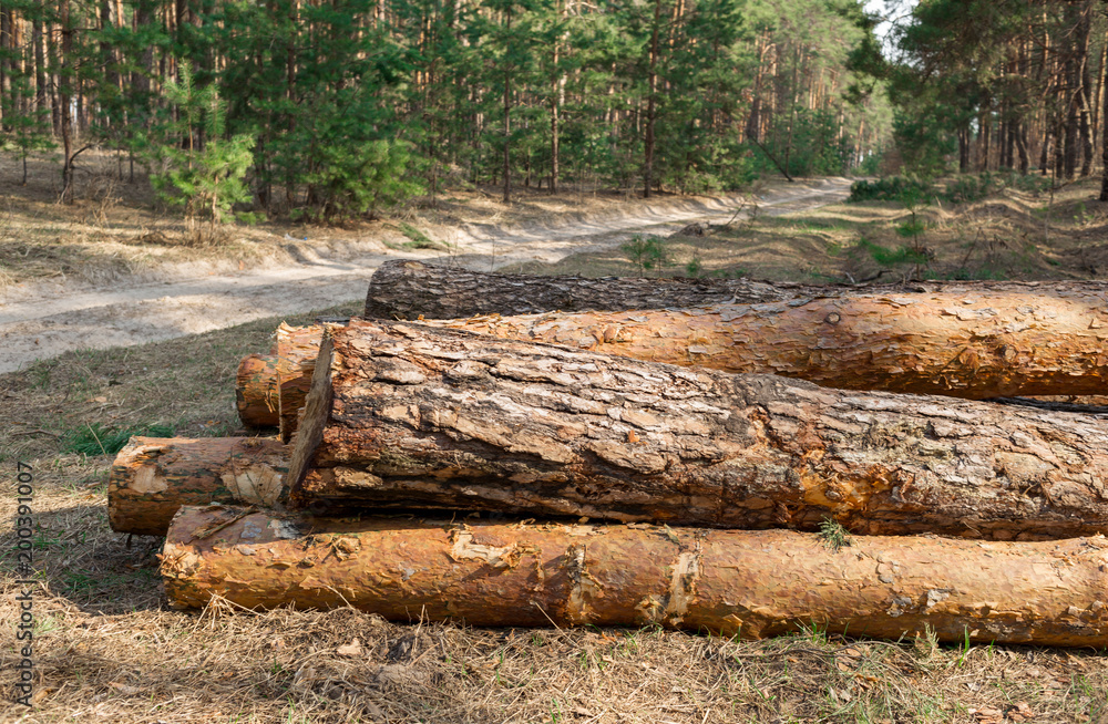 Pile of pine in the forest, firewood material Pile of pine in the forest, firewood material
