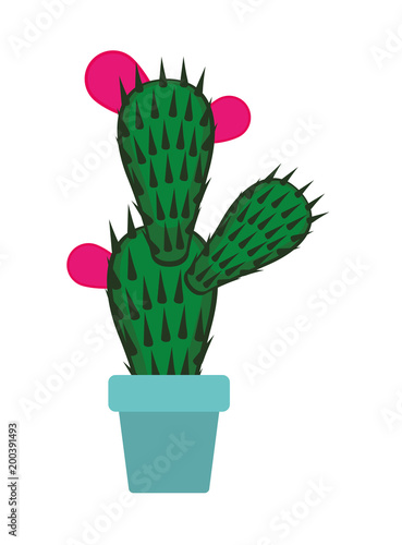 nopal cactus in pot