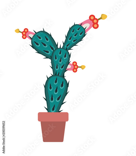 nopal cactus in pot