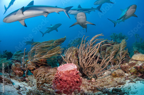Diving with reef sharks (Carcharhinus perezi), Roatan,  Honduras, Center America