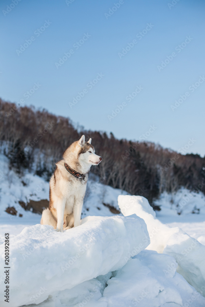 Gorgeous husky dog is sitting on the snow and looking afar. Portrait of Siberian husky on ice on the frozen Okhotsk sea and forest background on Sakhalin Island Gorgeous husky dog is sitting on the snow and looking afar. Portrait of Siberian husky on ice on the frozen Okhotsk sea and forest background on Sakhalin Island