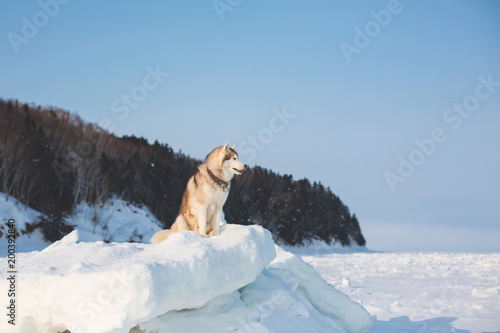 Free and wise husky dog is sitting on the snow and looking into the distance. Profile Portrait of Siberian husky on ice on the frozen Okhotsk sea and forest background. photo