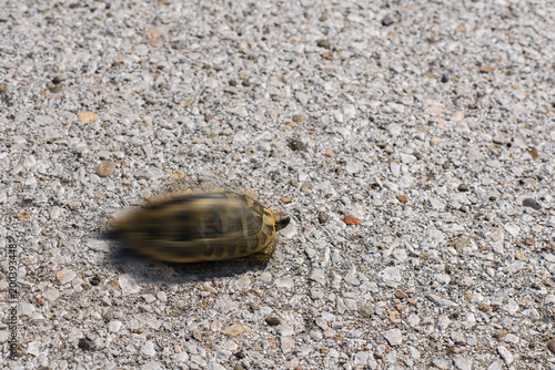 One of two bright land turtle running very fast on asphalt road.Concept