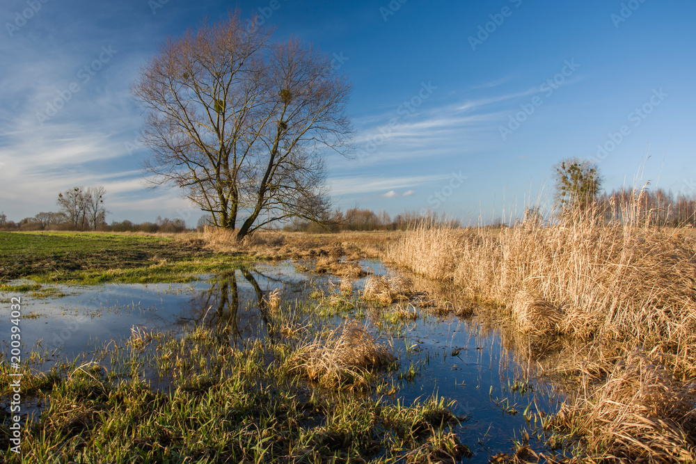 Large tree and a marshy meadow