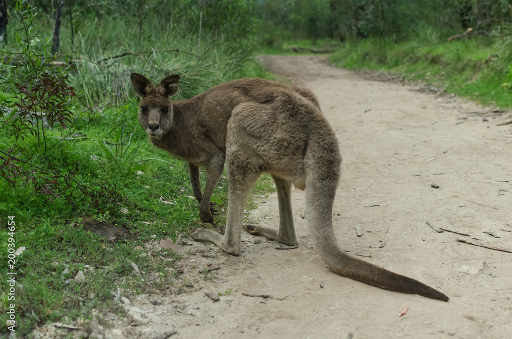 Big kangaroo on a path