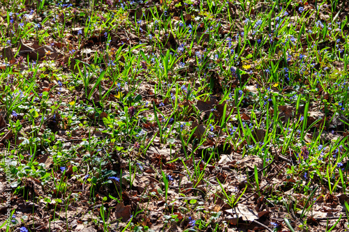 Forest glade with first spring flowers