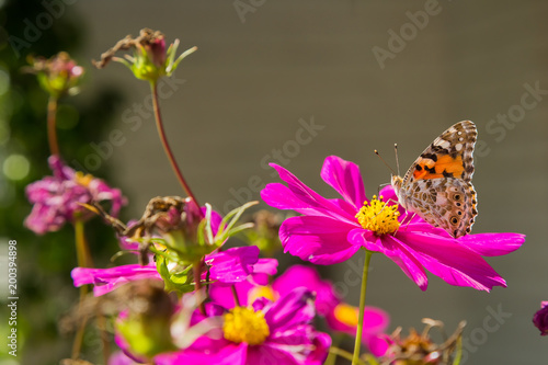 Close up of a orange butterfly on a pink flower in Spring 