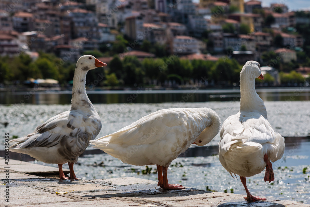 White swans against the background of the city of Kastoria and Orestias lake. Greece White swans against the background of the city of Kastoria and Orestias lake. Greece