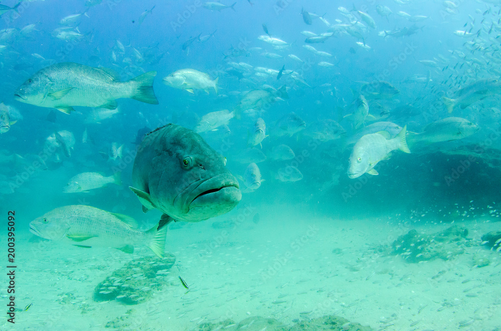 Obraz premium Big Gulf grouper (Mycteroperca jordani), resting in the reefs of the Sea of Cortez, Pacific ocean. Cabo Pulmo National Park, Baja California Sur, Mexico.
