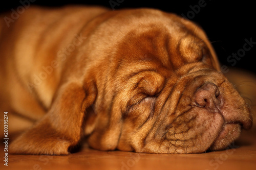 Bordeaux Dog Puppy - French Mastiff - Eight Weeks