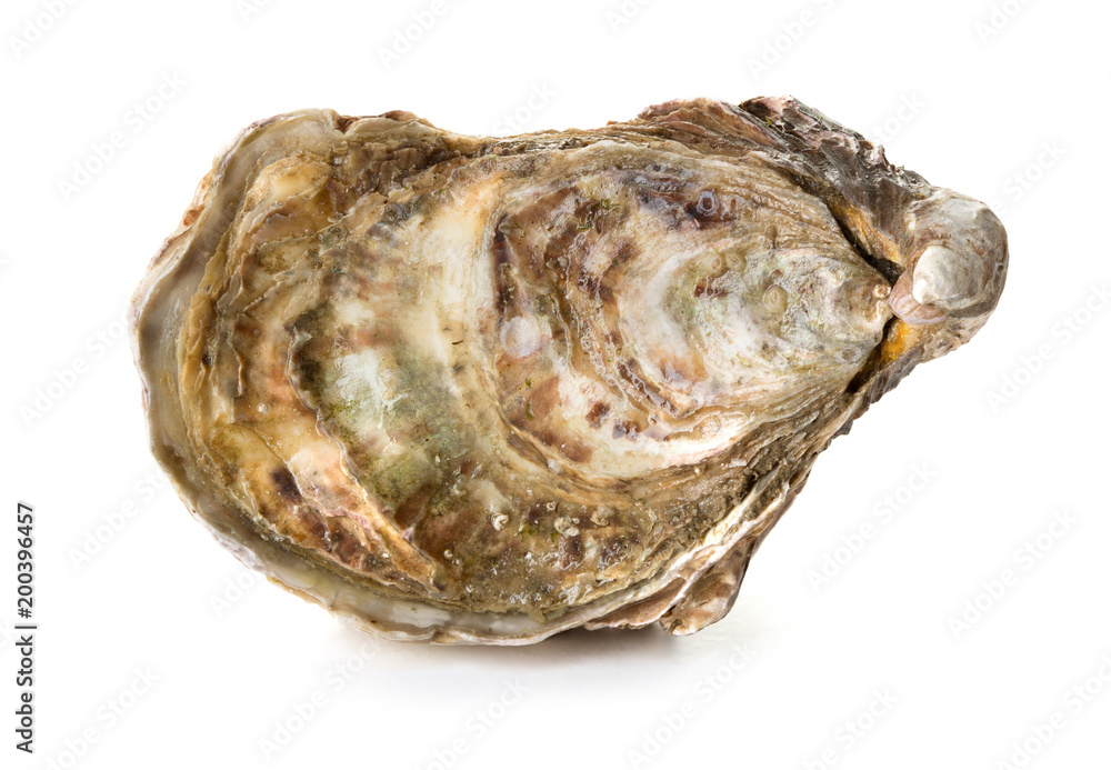 Fresh oyster isolated on white background