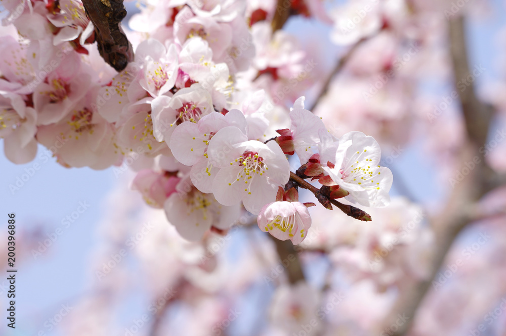 Fototapeta premium あんずの花