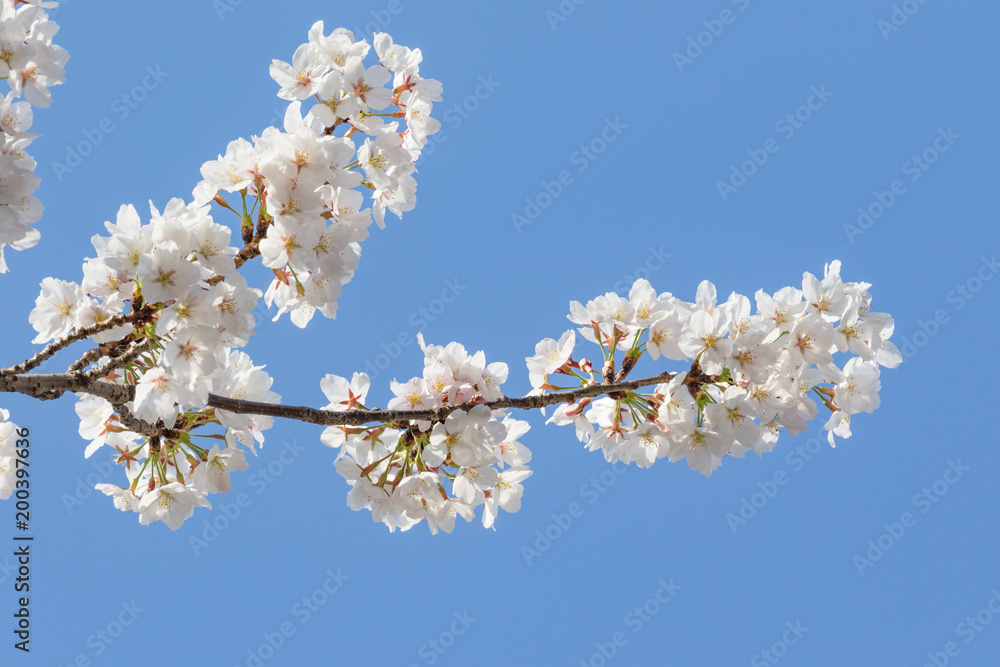 桜と青空