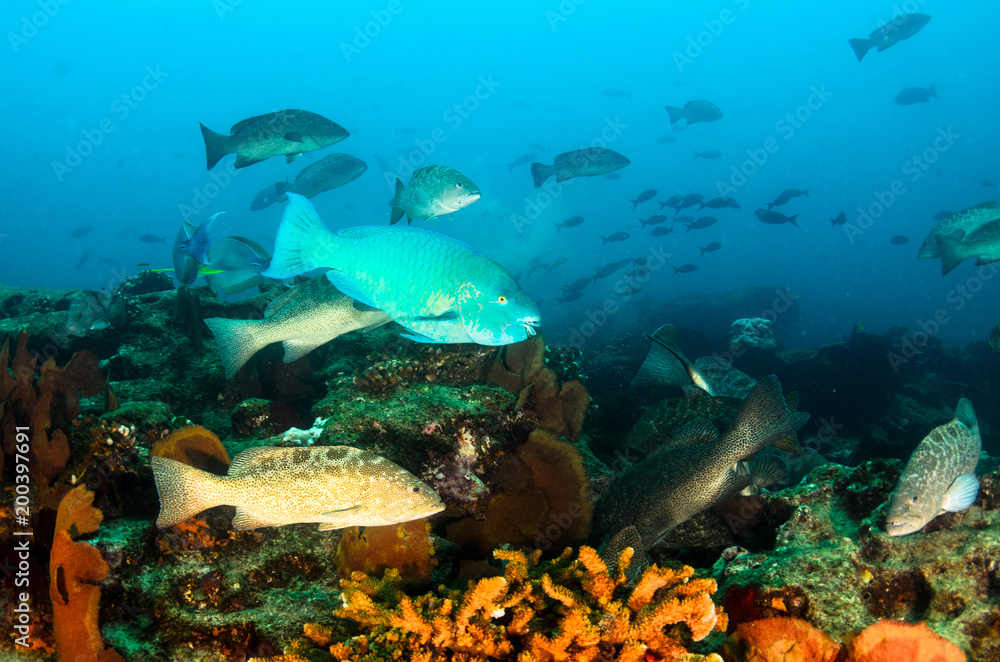 Obraz premium Reef fishes from the sea of cortez, mexico