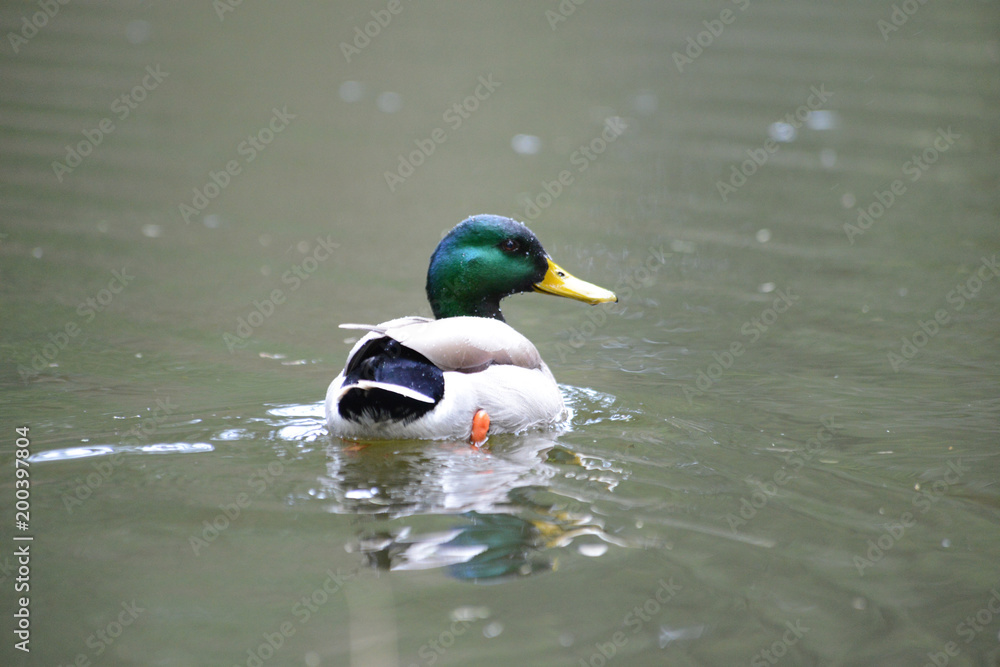 Obraz premium mallard 0002