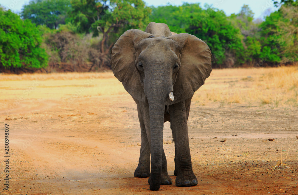 African Elephant with a broken tusk standing on the open dry plains with a natural green tree lined background in South Luangwa National Park, Zambia