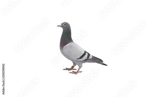 close up of speed racing pigeon bird isolate white background