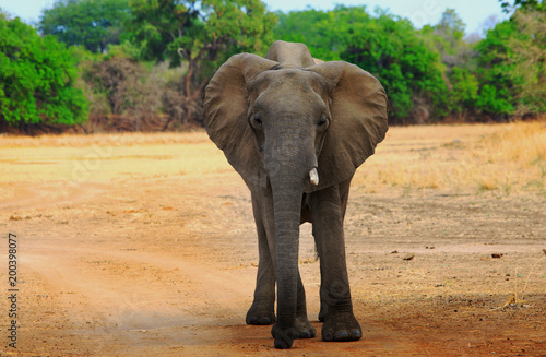 African Elephant with a broken tusk standing on the open dry plains with a natural green tree lined background in South Luangwa National Park  Zambia