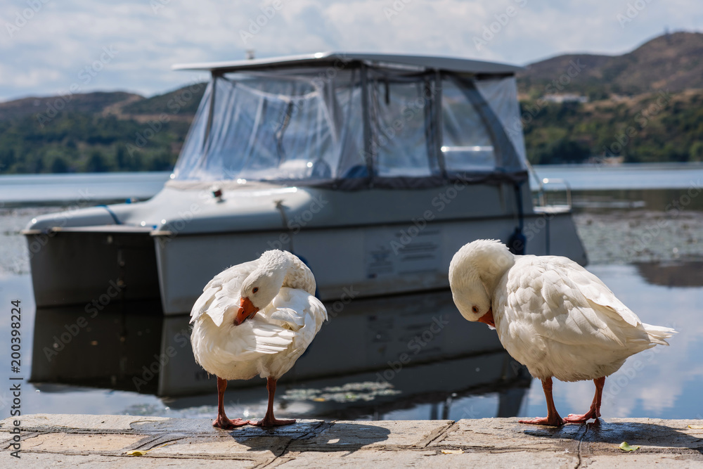 Obraz premium White swans in the Orestias lake of the Kastoria city. Greece