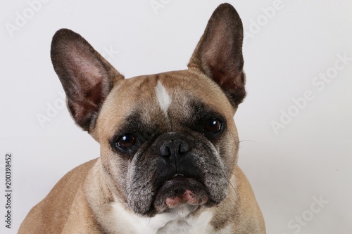 french bulldog head portrait in the studio