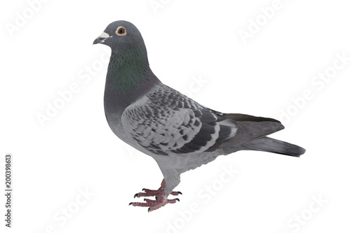 close up of speed racing pigeon bird isolate white background © genjok