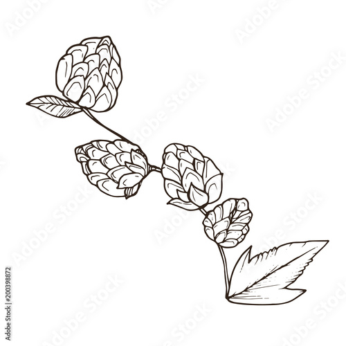 Hand drawn beer hop branch isolated on white background. Hop cone sketch vector illustration.