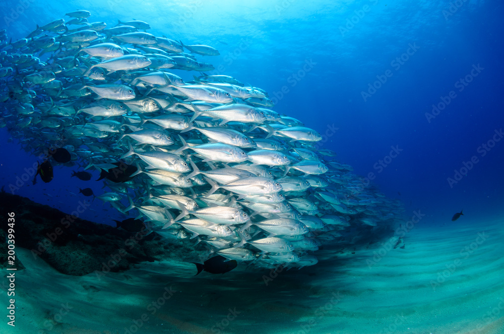 Obraz premium Big eye Trevally Jack, (Caranx sexfasciatus) in polarized school, bait ball or tornado with a diver taking pictures. Cabo Pulmo National Park. Baja California Sur,Mexico.