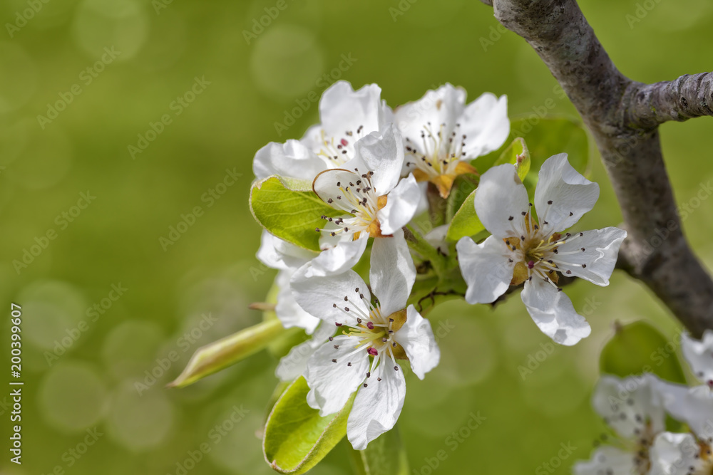 Obraz premium A pear tree blossomed in spring