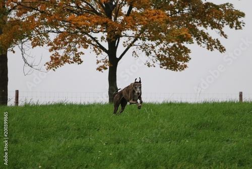 beautiful brindle galgo is running in the park