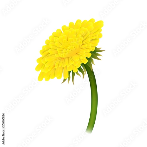 Dandelion on stem, closeup isolated. Large yellow flower on green stem. Vector illustration